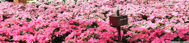 まりカフェダイアリー's header image