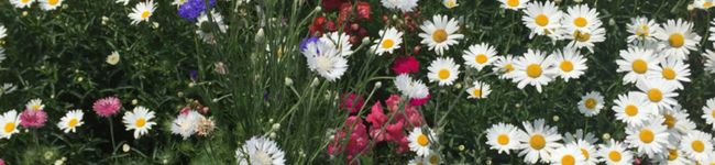 srainbow's header image
