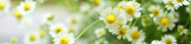 Noanoa＊'s header image