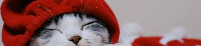 tokotann's header image