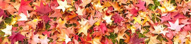 Samosamosa's header image