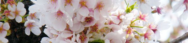 whiterabbit's header image
