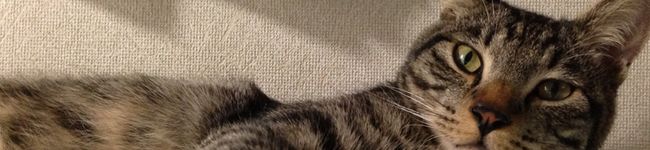 chaa22's header image