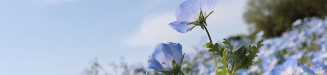 はとぽっぽう's header image
