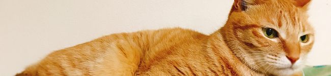 クッキーちゃん♪'s header image