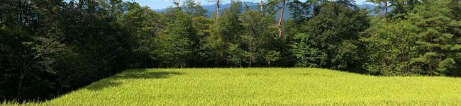 こそこそおやじ's header image