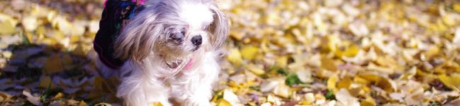 s__i's header image