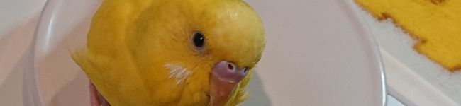 b_uffalo66's header image