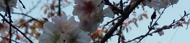 星花88's header image