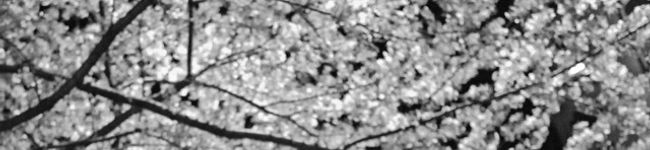 nabibibi's header image