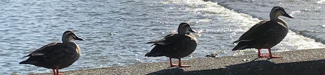 ナチュミンご飯's header image