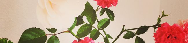 ミチママちゃん's header image