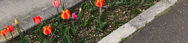 jackiekook's header image