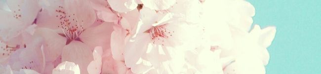 Merotaまま's header image