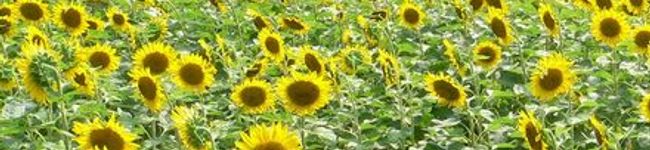 Rampyari's header image