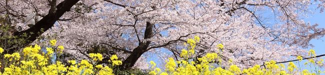ぴよRI's header image