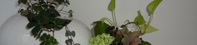 cocoachon's header image