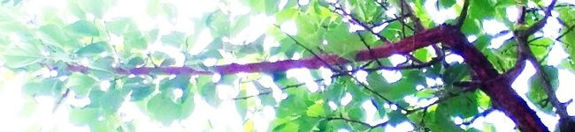 ☆もりの鹿さん☆'s header image