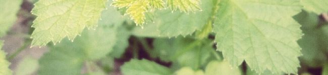 文・Ｋ子's header image