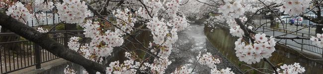 ショコラ009's header image