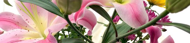 ・yucca・'s header image