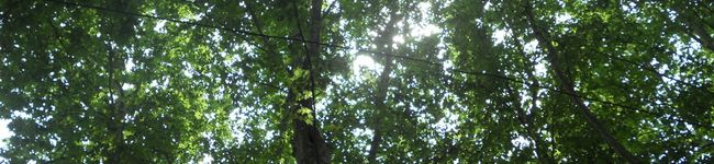 mimioon's header image