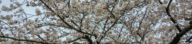 chiko22's header image