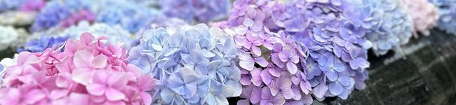 yukoTKM's header image