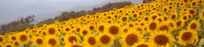 nataryu's header image