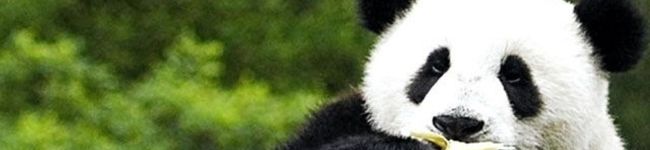ビラコ's header image
