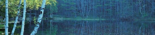 ♪伽羅's header image