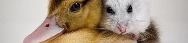momo's header image