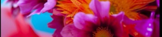 ✿ミント✿'s header image
