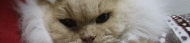 猫大好きTomoko's header image