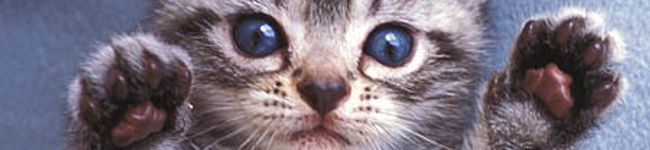 くぅちょ's header image