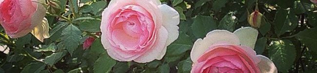 ラウイの花's header image