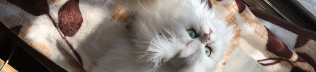空猫✿'s header image