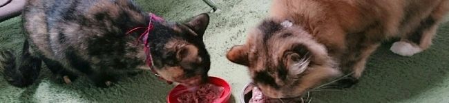 こげ猫's header image