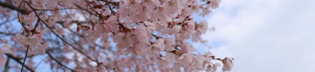 すみれごはん's header image