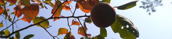 FarmerMOMO's header image