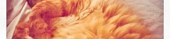 Kay4kats's header image