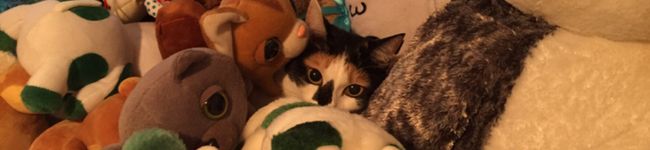 あしゃころ's header image