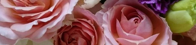 お豆腐母さん's header image
