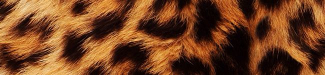 気まぐれ猫ちゃん's header image