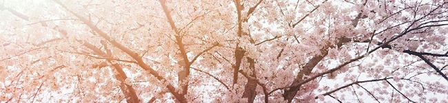 ふれでりっく。's header image