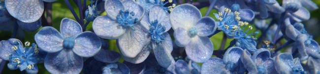 甘党類's header image