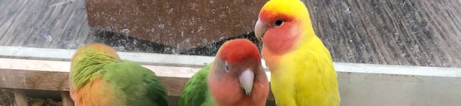 あやピョン母's header image