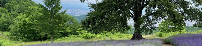 こはるのおなか's header image