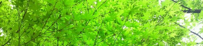 太鼓笛's header image