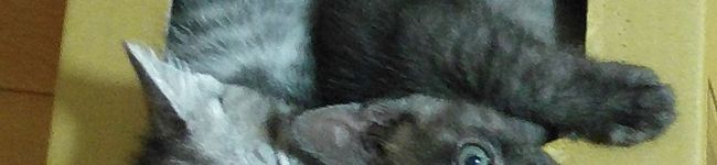 ネコロニー's header image